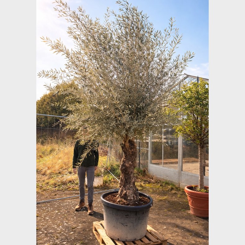 Oliventr� (Olea europaea), gammelt nr. 9, cirka 250 cm, knudret og tyk stamme