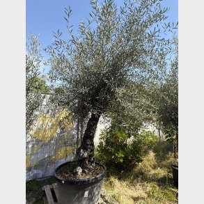 Oliventr� (Olea europaea), gammelt nr. 15, cirka 250 cm, knudret og tyk stamme