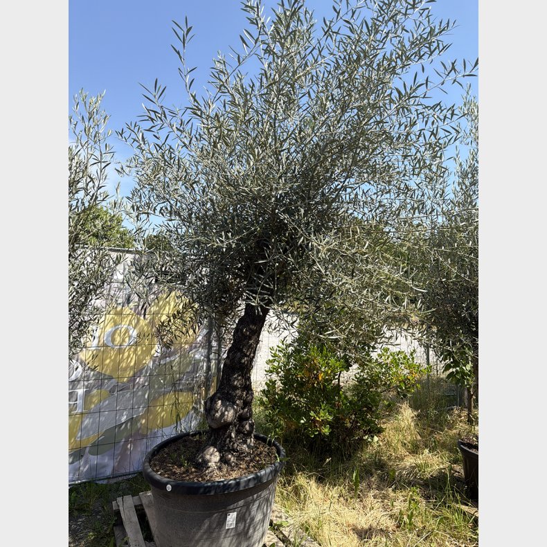 Oliventr� (Olea europaea), gammelt nr. 15, cirka 250 cm, knudret og tyk stamme