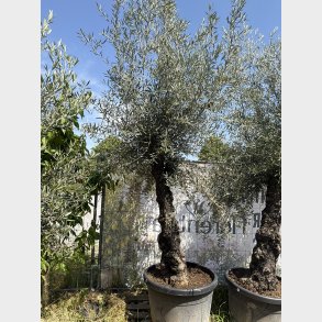 Oliventr� (Olea europaea), gammelt nr. 17, cirka 250 cm, knudret og tyk stamme