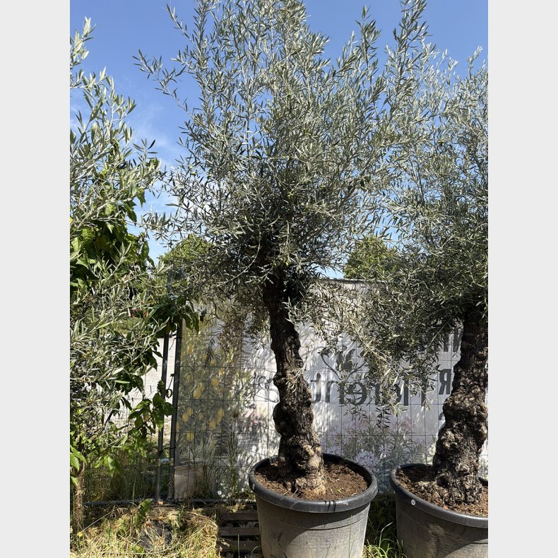 Oliventr� (Olea europaea), gammelt nr. 17, cirka 250 cm, knudret og tyk stamme
