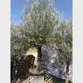 Oliventr� (Olea europaea), gammelt nr. 21, cirka 250 cm, knudret og tyk stamme