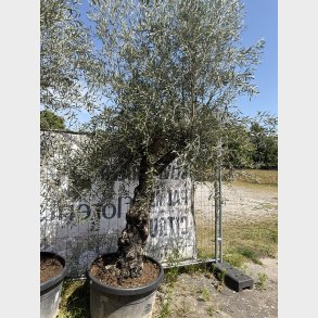 Oliventr� (Olea europaea), gammelt nr. 2, cirka 250 cm, knudret og tyk stamme
