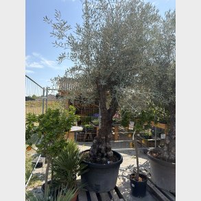 Oliventr� (Olea europaea), gammelt nr. 9, cirka 250 cm, knudret og tyk stamme