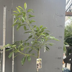 Avocadotr (Persea americana), 200 cm