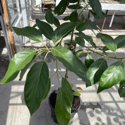 Avocadotr (Persea americana), 200 cm