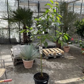 Avocadotr (Persea americana), 200 cm