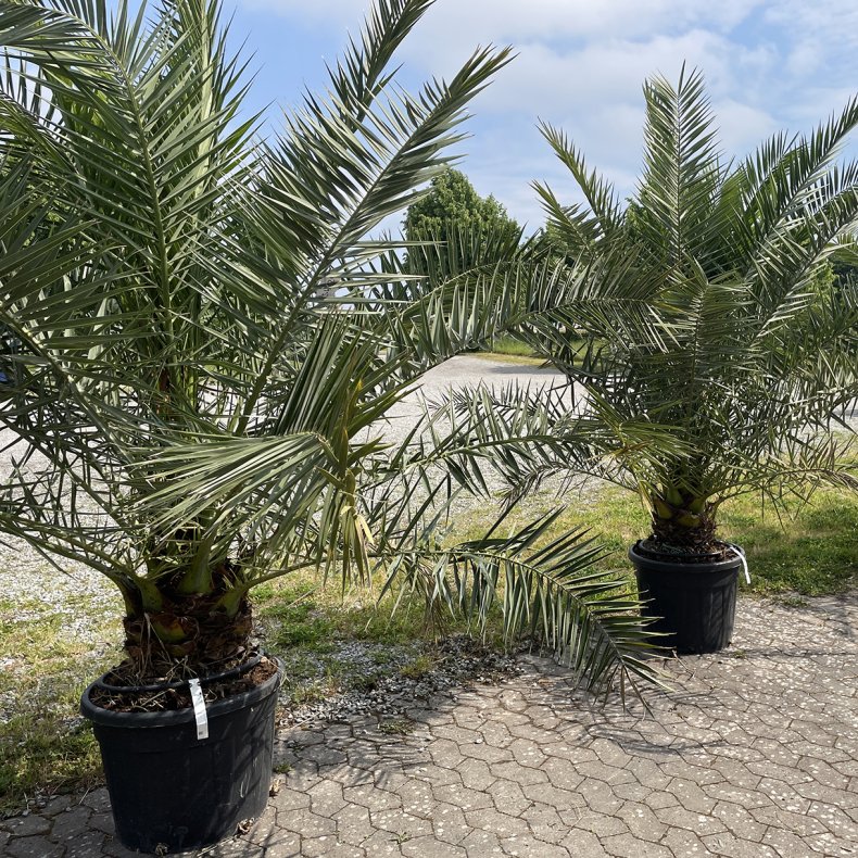 Fnikspalme (Phoenix canariensis), meget stor og kraftig, 2 meter