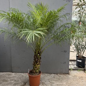 Dvrgdaddelpalme (Phoenix roebelenii), 140-145 cm, stamme 40 cm