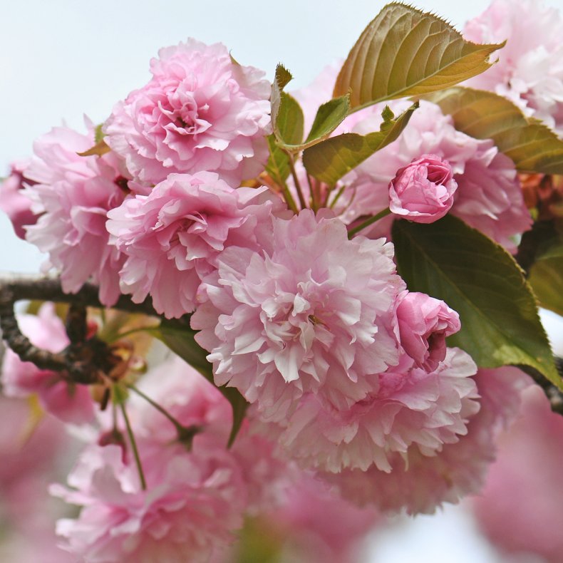 Japansk kirsebr, Kanzan (Prunus serrulata), 250-300 cm, 489 kr.