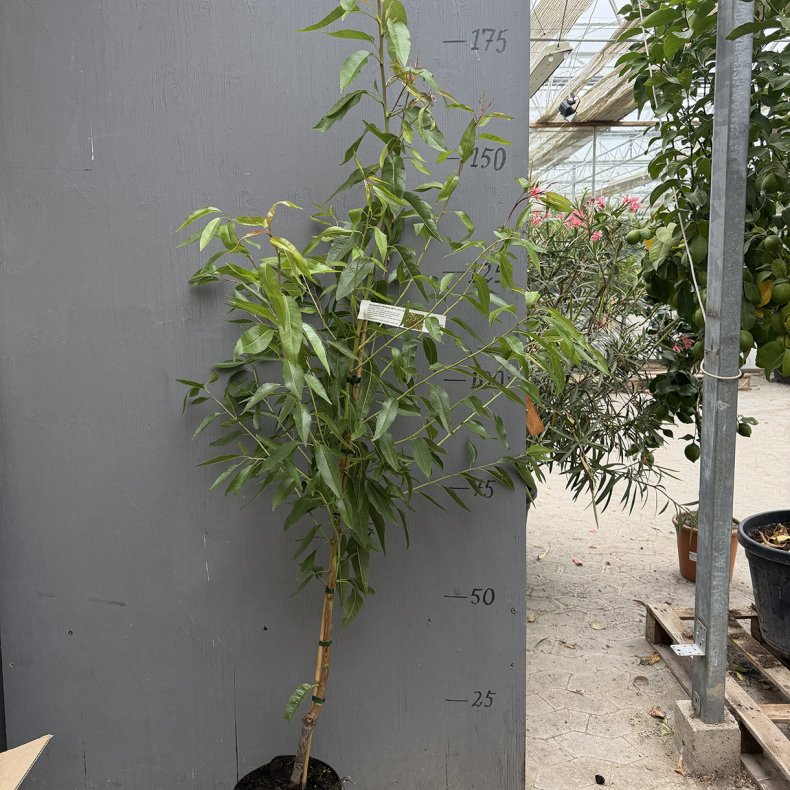Mandeltr�, Palatina (Prunus amygdalis dulcis), cirka 175 cm