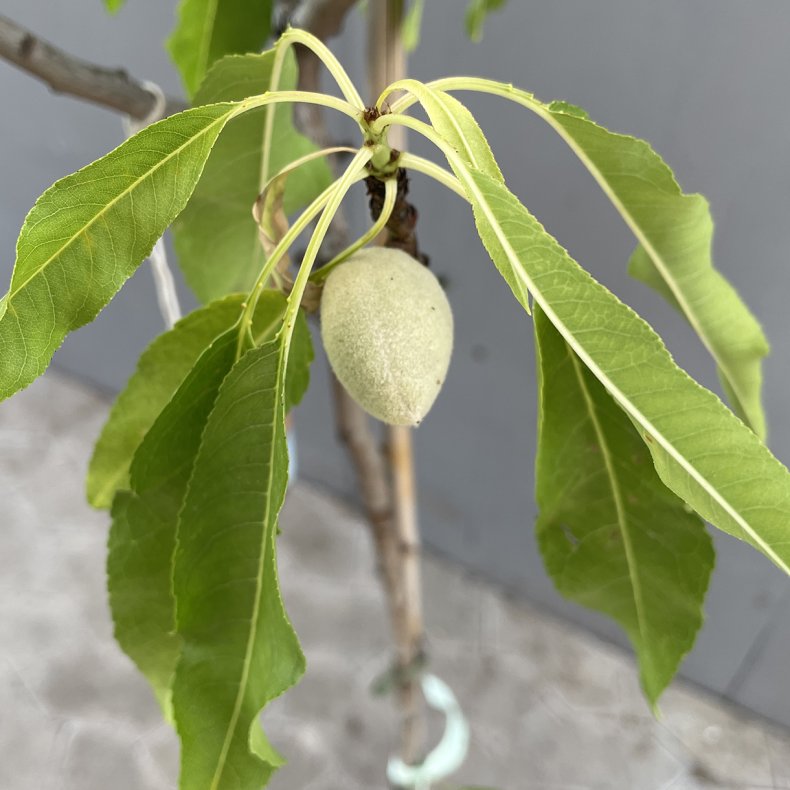 Mandeltr, flere sorter (Prunus amygdalis), 150 cm