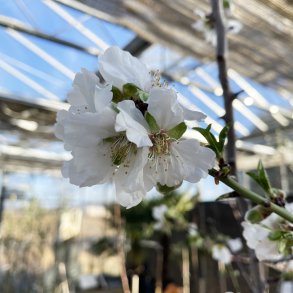Abrikostr�, Reale di Imola (Prunus armeniaca), 150 cm