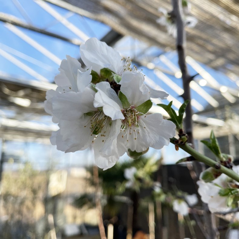 Abrikostr�, Reale di Imola (Prunus armeniaca), 150 cm