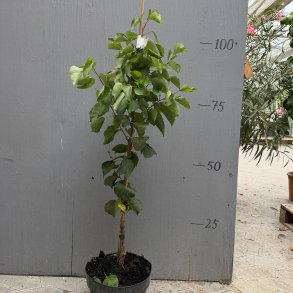 Abrikostr�, Bergeron (Prunus armeniaca), cirka 125 cm