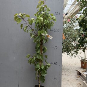 Abrikostr�, Hargrand (Prunus armeniaca), cirka 180 cm