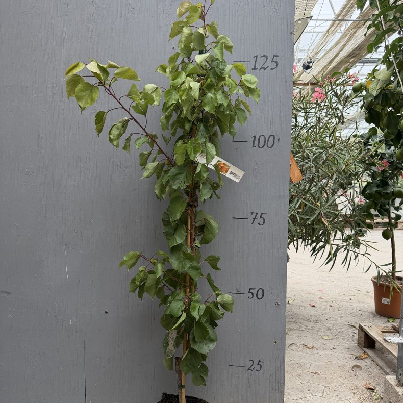 Abrikostr�, Hargrand (Prunus armeniaca), cirka 180 cm