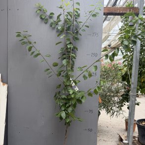 Blommetr�, Opal (Prunus domestica), 180-200 cm