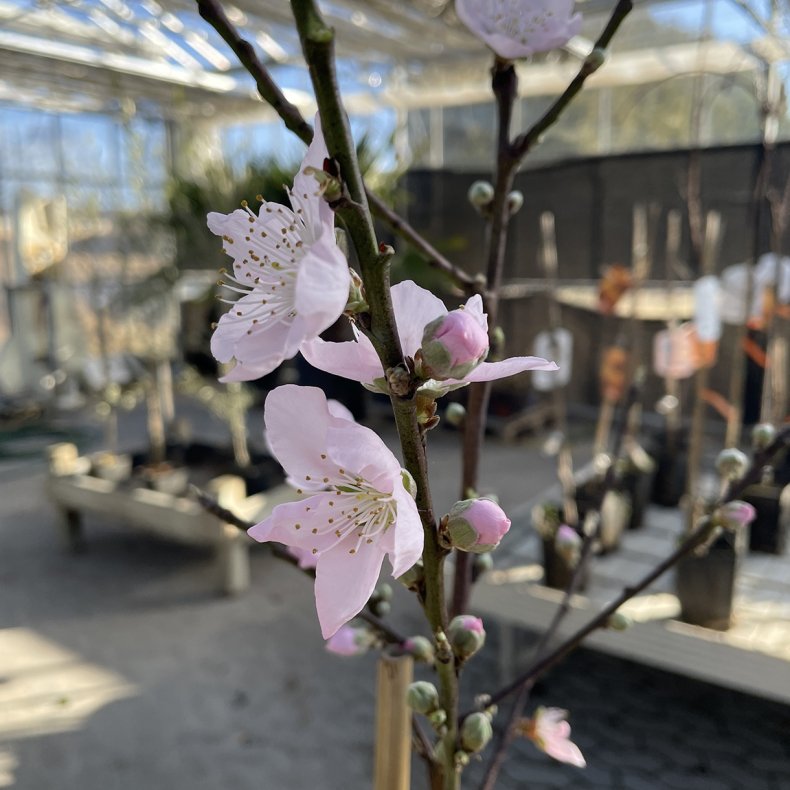 Mandeltr�, Texas (Prunus dulcis texas), 150 cm