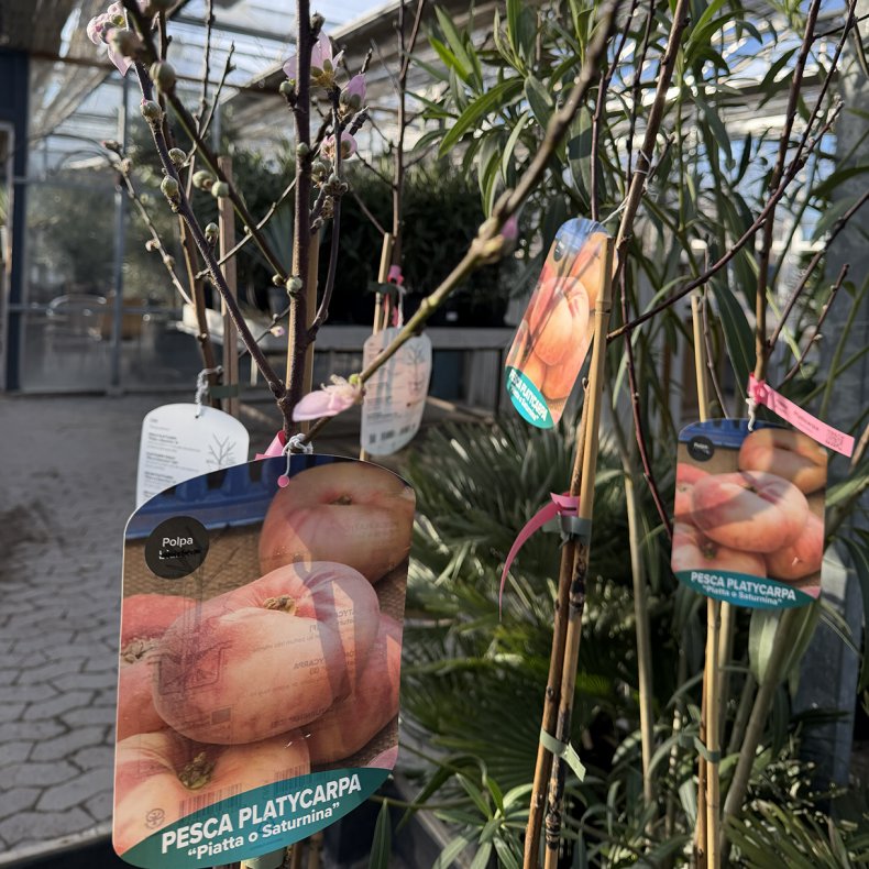 Fladferskentr� ("UFO"-fersken", Prunus persica platycarpa), cirka 150 cm