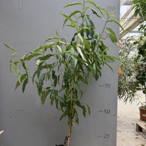 Ferskentr�, Frost (Prunus persica), cirka 180 cm