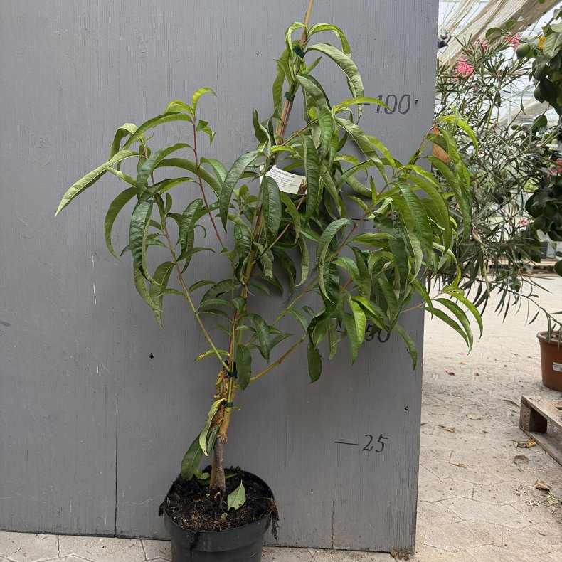 Nektarintr�, Nectared (Prunus persica var. nucipersica), 125-150 cm