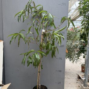 Ferskentr�, Redhaven (Prunus persica), 180 cm