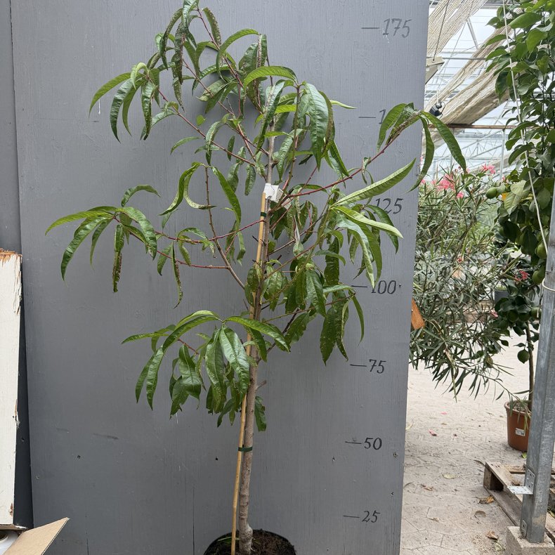 Ferskentr�, Redhaven (Prunus persica), 180 cm