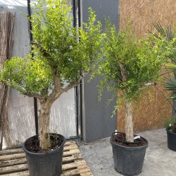 Granatbletr (Punica granatum), 150-170 cm, kraftigt tr