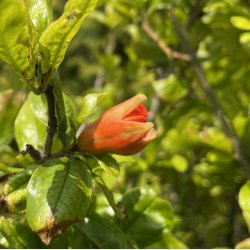 Granatbletr (Punica granatum), 150-170 cm, kraftigt tr