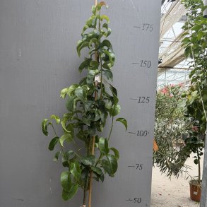 Naship�retr�, Chojuro, r�d (Pyrus pyrifolia), 150-200 cm