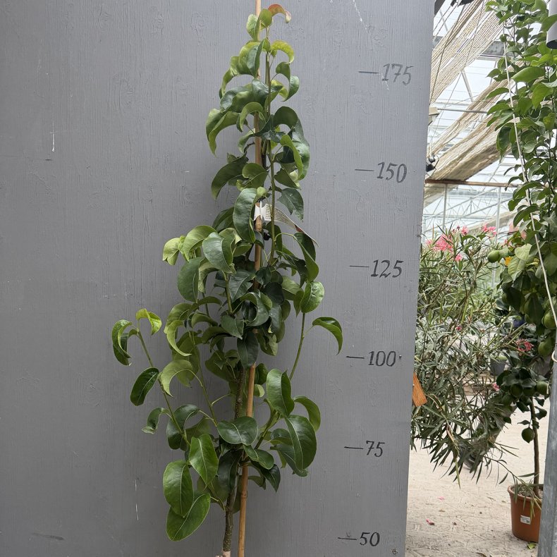 Naship�retr�, Chojuro, r�d (Pyrus pyrifolia), 150-200 cm