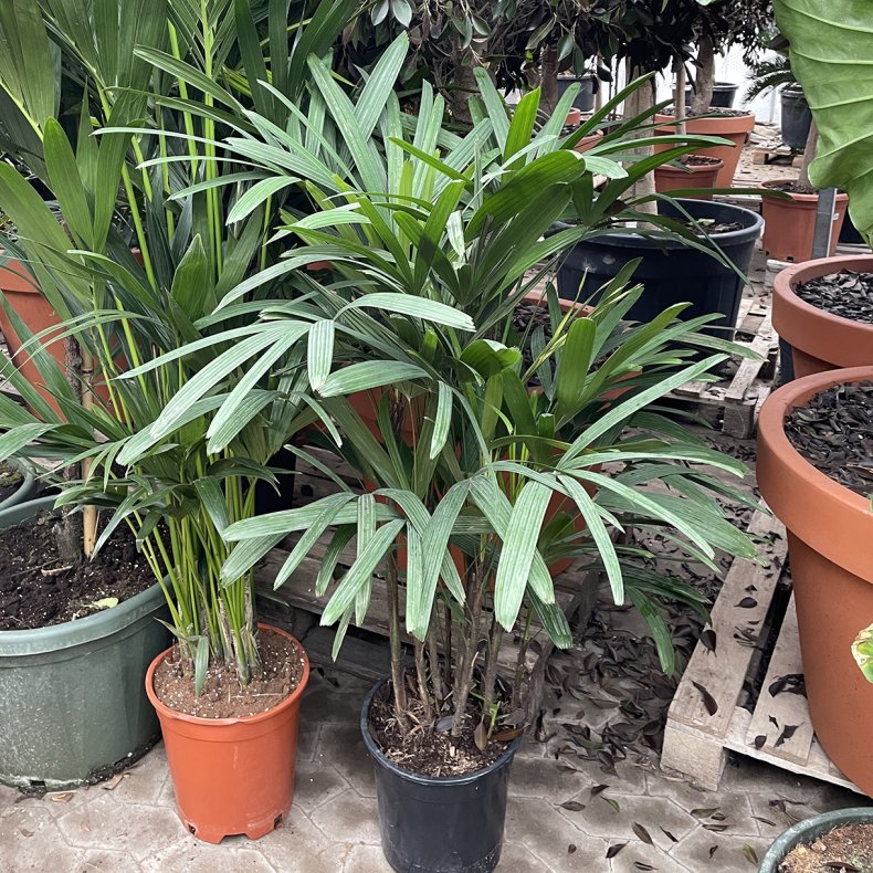 Buskpalme (Rhapis excelsa), 100-125 cm, buskformet