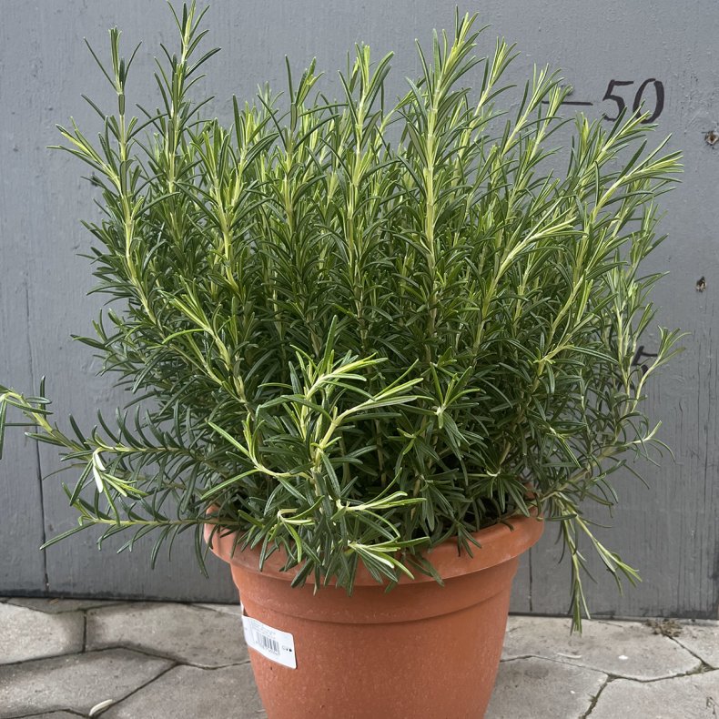 Rosmarin, Gorizia (Rosmarinus officinalis), pottestrrelse 25, hjde 50-60 cm