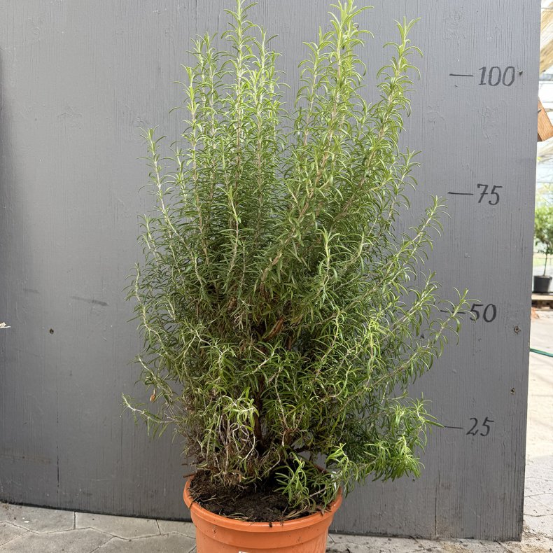 Rosmarin (Rosmarinus officinalis), pottest�rrelse �35, h�jde 60-70 cm
