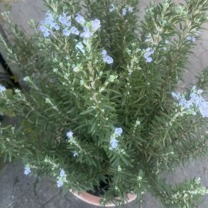 Rosmarin, Gorizia (Salvia officinalis), pottestrrelse 25, hjde 50-60 cm