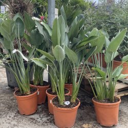 Papeg�jeblomst (Strelitzia reginae), ca. 80 cm
