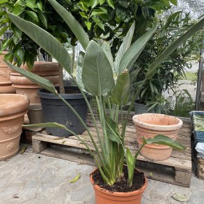 Papeg�jeblomst (Strelitzia reginae), ca. 80 cm