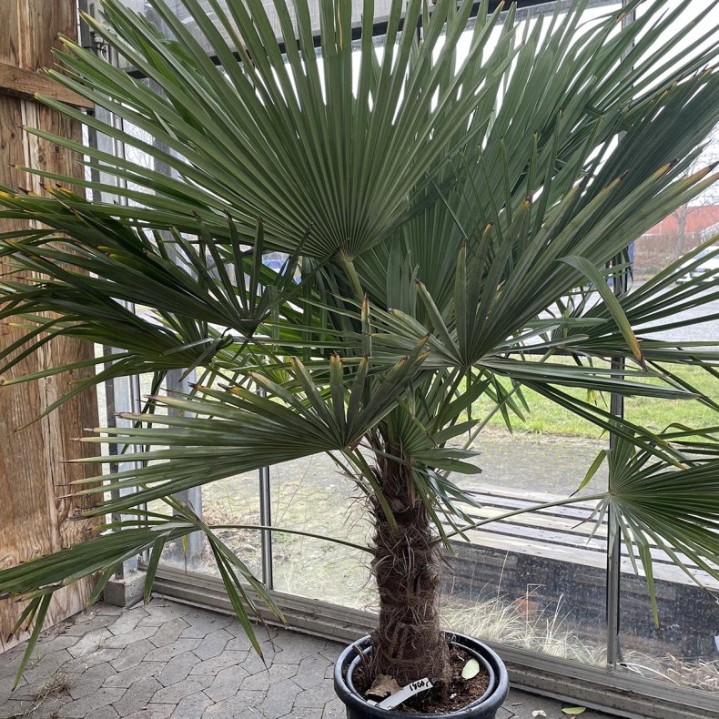 Hrpalme (Trachycarpus fortunei), 180 cm, stamme ca. 60 cm, kraftig