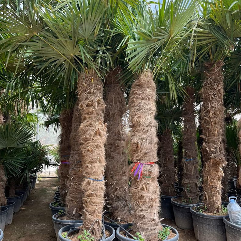 Hrpalme (Trachycarpus fortunei), 300 cm, meget kraftig