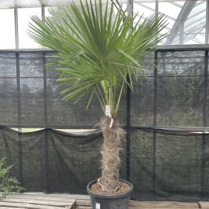 H�rpalme (Trachycarpus fortunei), cirka 200-250 cm, stamme 80 cm, meget kraftig