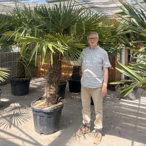 Hrpalme (Trachycarpus fortunei), cirka 230 cm, stamme 75 cm, meget kraftig