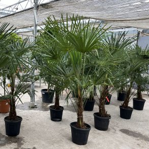 Hrpalme (Trachycarpus fortunei), 180-200 cm, stamme ca. 40 cm