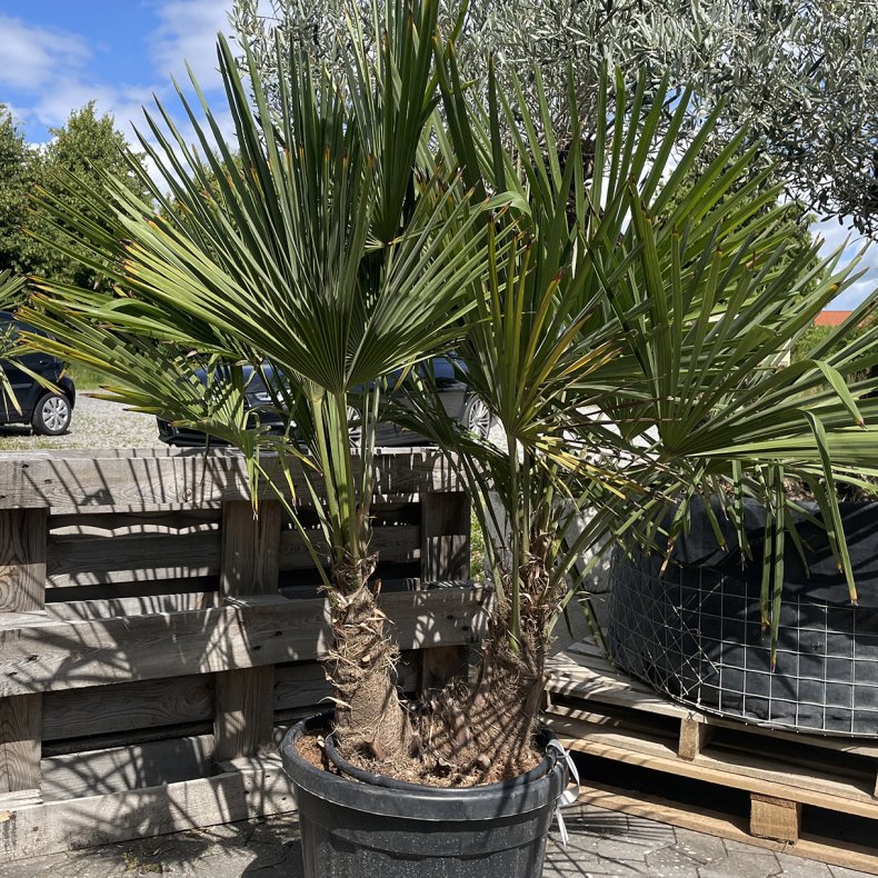 Hrpalme (Trachycarpus fortunei) med 2 stammer, cirka 150 cm