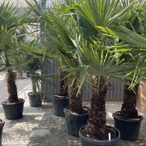 Hrpalme (Trachycarpus fortunei), cirka 250 cm, stamme 80 cm, meget kraftig