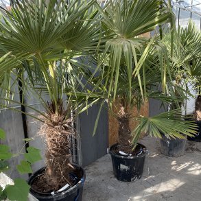 Hrpalme (Trachycarpus fortunei), cirka 200 cm, stamme 55 cm, meget kraftig
