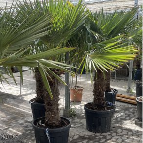 Hrpalme (Trachycarpus fortunei), cirka 200 cm, stamme 65 cm, meget kraftig