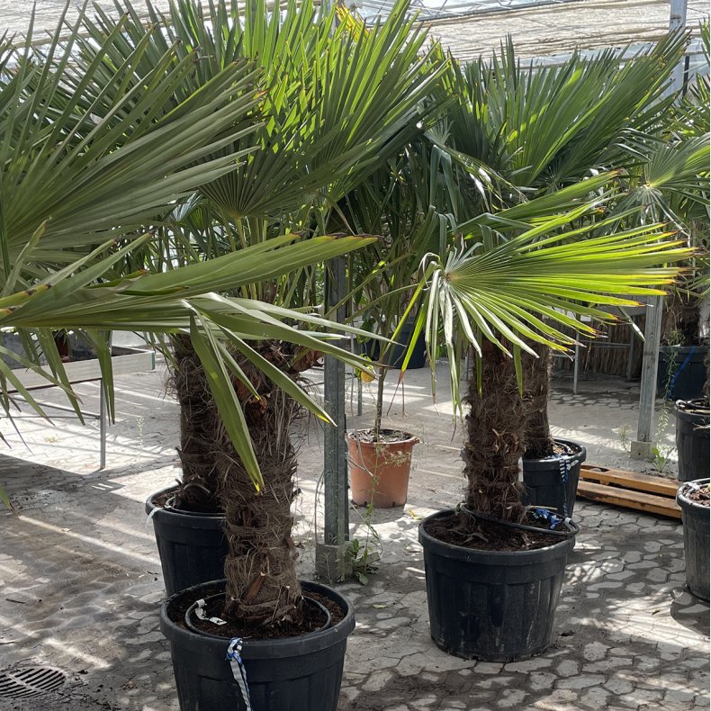 Hrpalme (Trachycarpus fortunei), cirka 200 cm, stamme 65 cm, meget kraftig