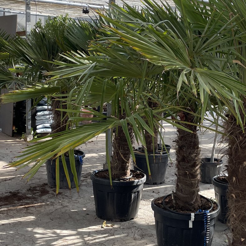 Hrpalme (Trachycarpus fortunei), cirka 230 cm, stamme 70 cm, meget kraftig