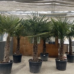 Hrpalme (Trachycarpus fortunei), cirka 275 cm, stamme 85 cm, meget kraftig